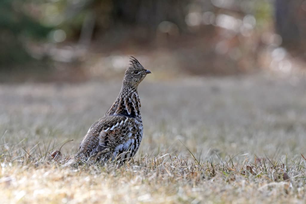 Ruffed grouse standing in dry grass, viewed from the side with its crest raised.